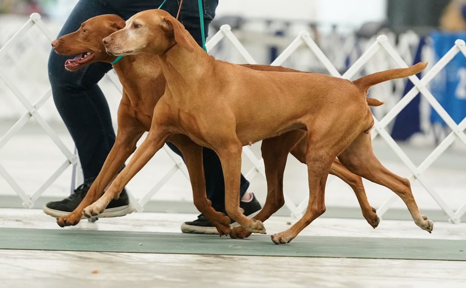 Taisce and Rendi taking a job around the ring together in Atlanta.