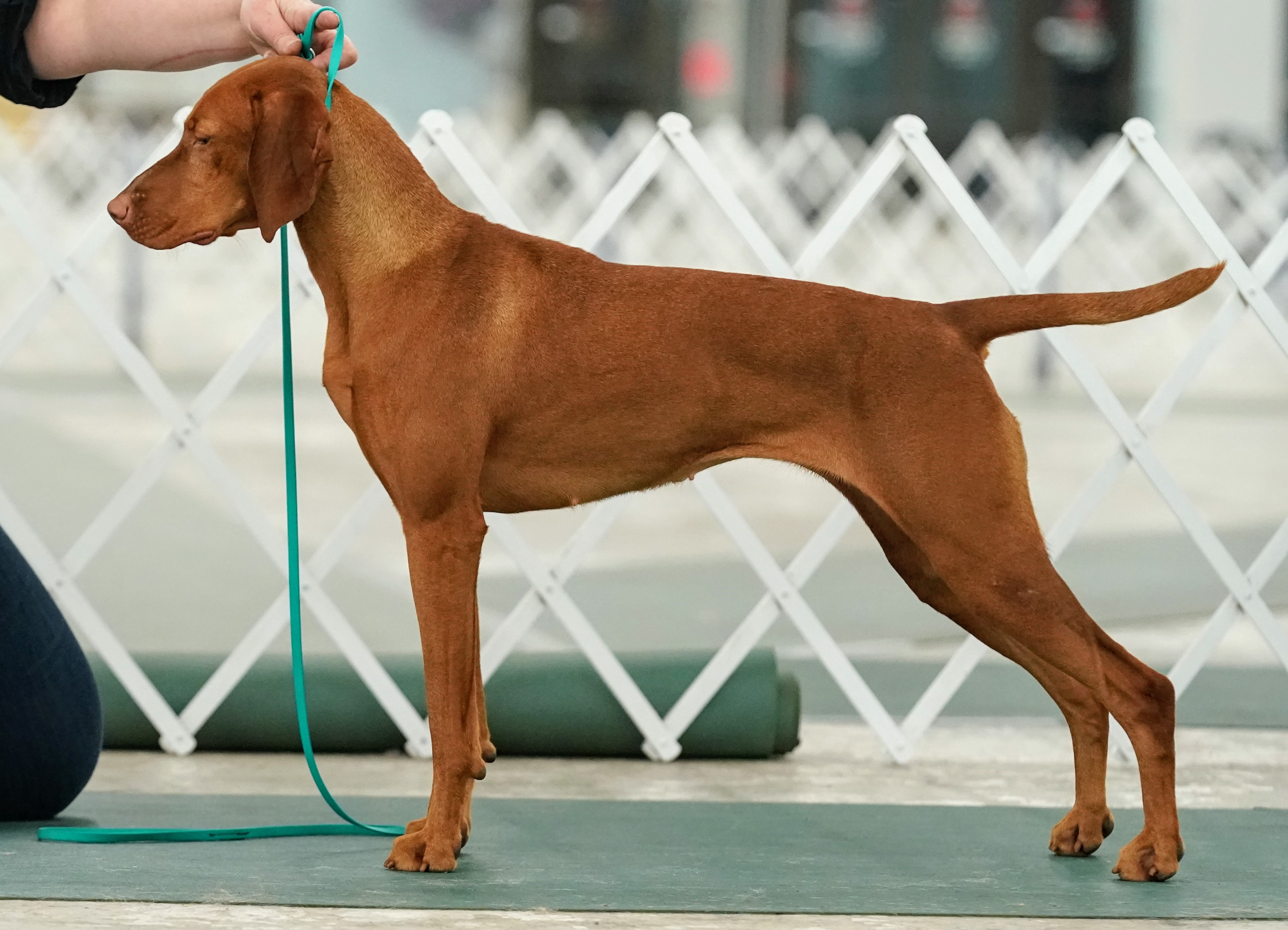 Taisce in the ring in Atlanta.