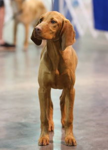 Vizslas for sale Tennessee TN